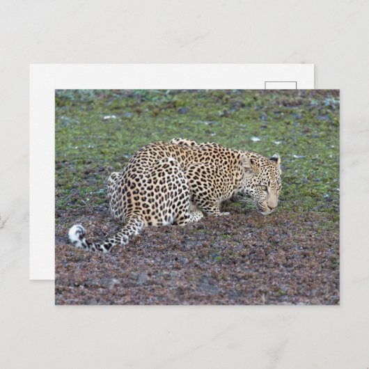 ヒョウは頭を我々の方に向ける ポストカード (正面/裏面)