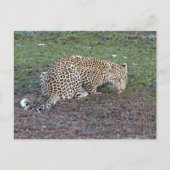 ヒョウは頭を我々の方に向ける ポストカード (正面)