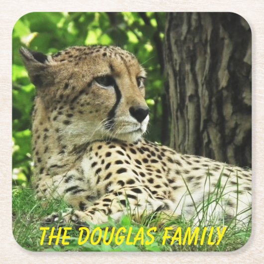 ヒョウを閉じる スクエアペーパーコースター (正面)