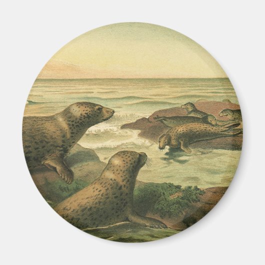 ヒョウアザラシ、ビンテージ水生動物海洋生物 マグネット (正面)