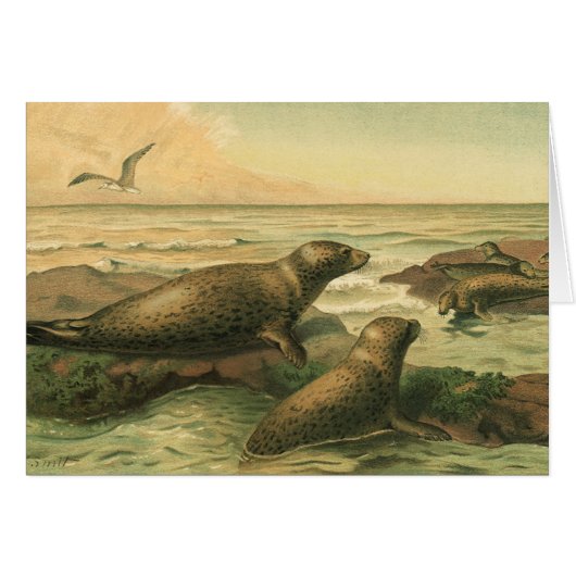 ヒョウアザラシ、ヴィンテージ水生動物海洋生物 (正面横)