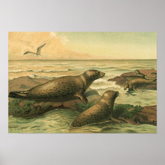 ヒョウアザラシ、ヴィンテージ水生動物海洋生物 ポスター (正面)
