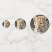 ヒョウポートレート写真 コンフェッティ (正面)