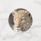 ヒョウポートレート写真 コンフェッティ (スモール正面)