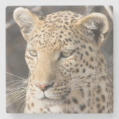 ヒョウポートレート写真 ストーンコースター (正面)