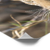 ヒョウポートレート写真 ポスター (角)