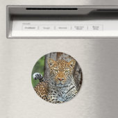 ヒョウポートレート磁石 マグネット (インサイチュ (食洗機))