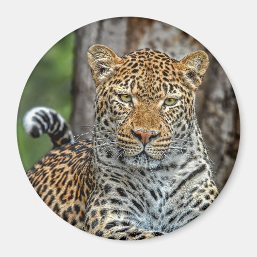 ヒョウポートレート磁石 マグネット (正面)