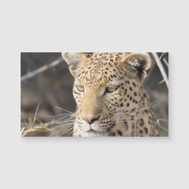 ヒョウポートレート (正面)