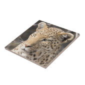 ヒョウポートレート タイル (側面)