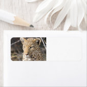 ヒョウポートレート ラベル (インサイチュ)