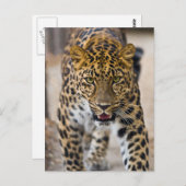 ヒョウランニングの写真 ポストカード (正面/裏面)