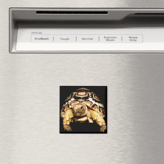 ヒョウ亀 マグネット (インサイチュ (食洗機))