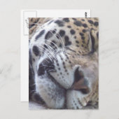 ヒョウ写真はがき ポストカード (正面/裏面)