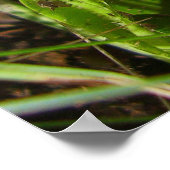 ヒョウ型きのこポスター ポスター (角)