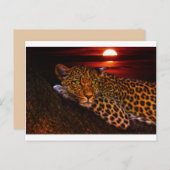 ヒョウ子猫はがき ポストカード (正面/裏面)