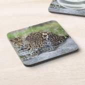ヒョウ属のpardusのorientalis コースター (左側)