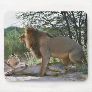 、ヒョウ属レオ合っている、ライオンKgalagadi マウスパッド