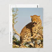 ヒョウ属 ポストカード (正面/裏面)