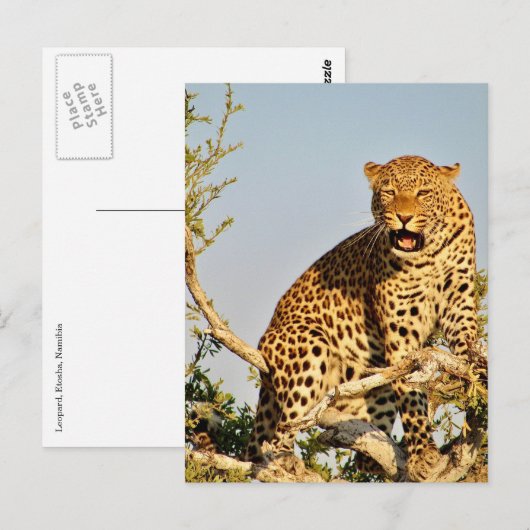 ヒョウ属 ポストカード (正面/裏面)