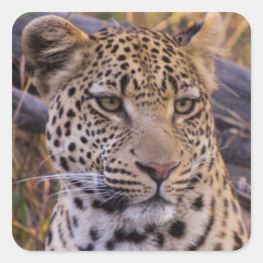 ヒョウ座り，ボツワナ，アフリカ スクエアシール (正面)