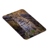 ヒョウ座り，ボツワナ，アフリカ マグネット (右側)