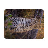 ヒョウ座り，ボツワナ，アフリカ マグネット (横)
