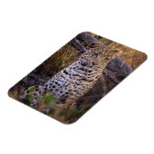 ヒョウ座り，ボツワナ，アフリカ マグネット (左側)