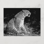 ヒョウ座 ポストカード (正面)