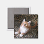 ヒョウ柄の四角いマグネットのかわいい子猫 マグネット (正面/裏面)