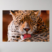 ヒョウ清掃用ポスター ポスター (正面)