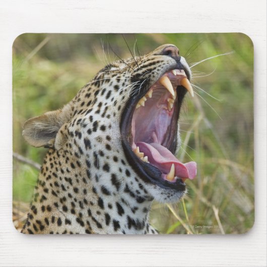 ヒョウ素晴らしのあくびをするKruger国立公園2 マウスパッド (正面)