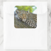 ヒョウ素晴らし スクエアシール (バッグ)