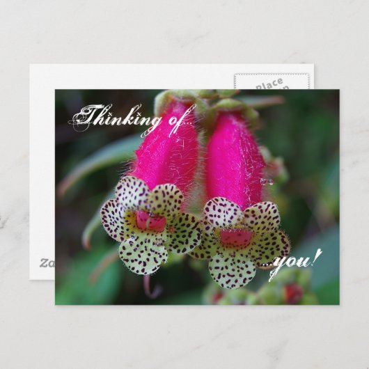 ヒョウ花デザイン ポストカード (正面/裏面)