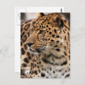 ヒョウ葉書 ポストカード (正面/裏面)