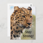 ヒョウ野良猫 ポストカード (正面/裏面)