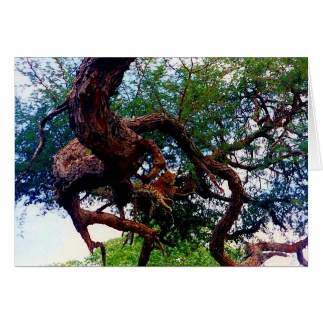 ヒョウ (正面横)