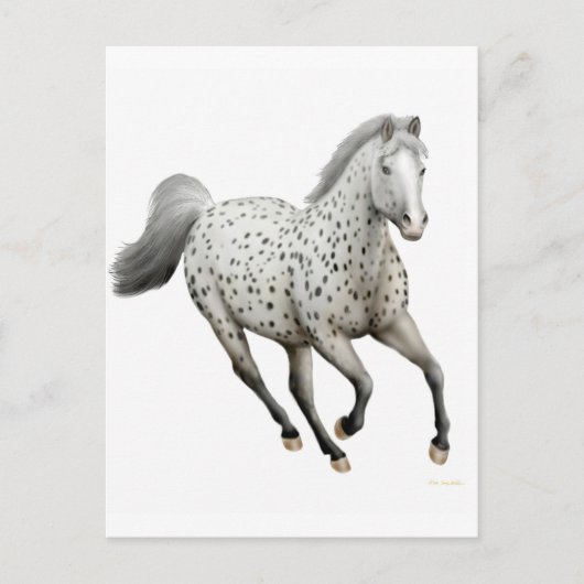 ヒョウ・アパルーサ馬はがき ポストカード (正面)