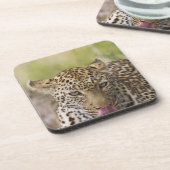 ヒョウ コースター (左側)