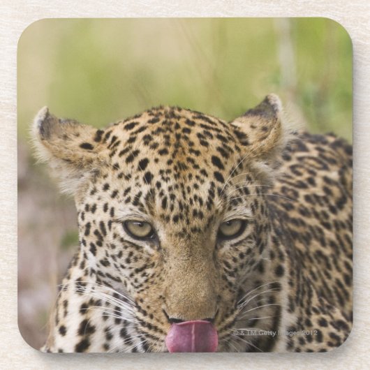 ヒョウ コースター (正面)