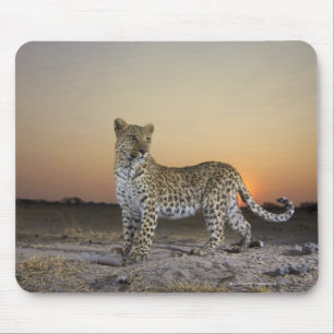 ヒョウ(ヒョウ属のpardus)の実物大の眺め マウスパッド