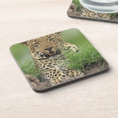 ヒョウ、ヒョウ属のpardus、Sabi Sabiのゲーム コースター (左側)