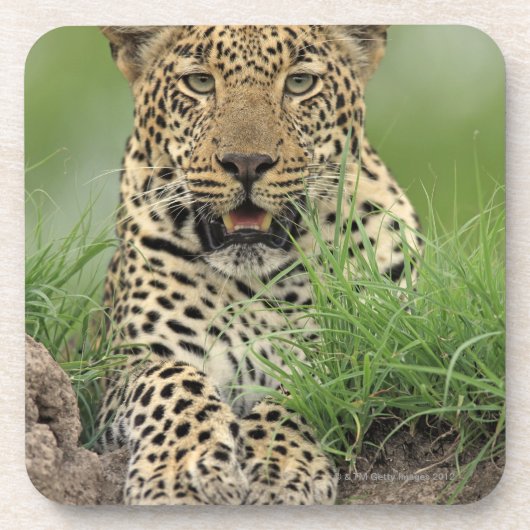 ヒョウ、ヒョウ属のpardus、Sabi Sabiのゲーム コースター (正面)