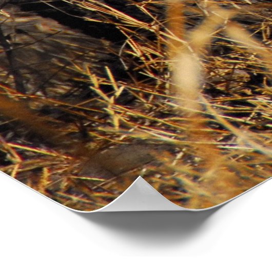 ヒョウ ポスター (角)