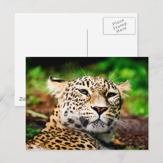 ヒョウ ポストカード (正面/裏面)