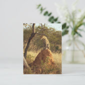 ヒョウ ポストカード (スタンド正面)