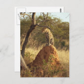 ヒョウ ポストカード (正面/裏面)