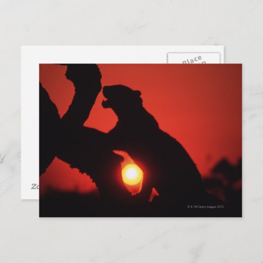 ヒョウ ポストカード (正面/裏面)