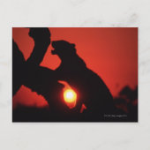 ヒョウ ポストカード (正面)