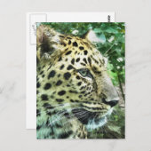 ヒョウ ポストカード (正面/裏面)